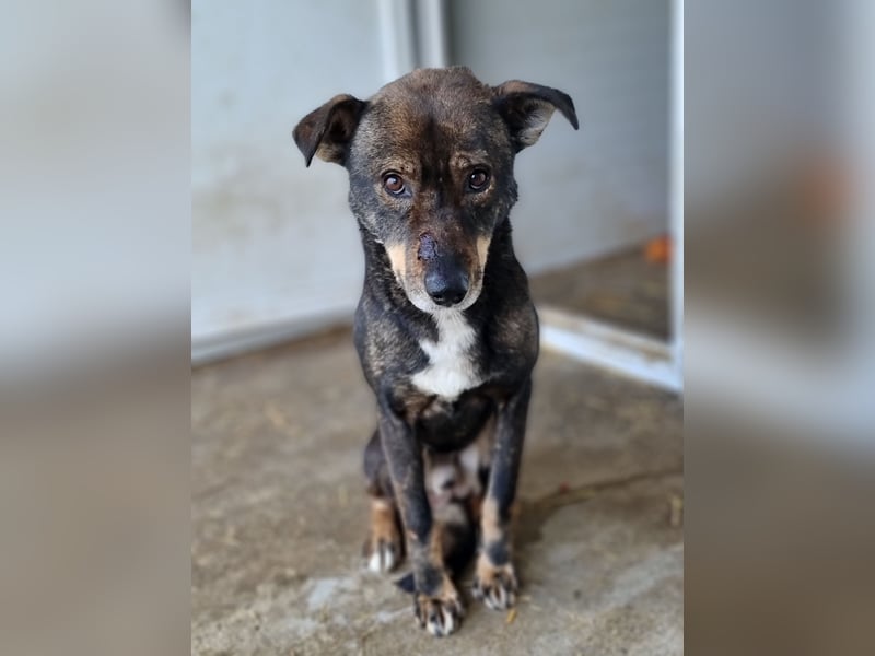 Scar, ca 6 Jahre alter Bub,  mittelgroß – groß, freundlich, zurückhaltend, sozial