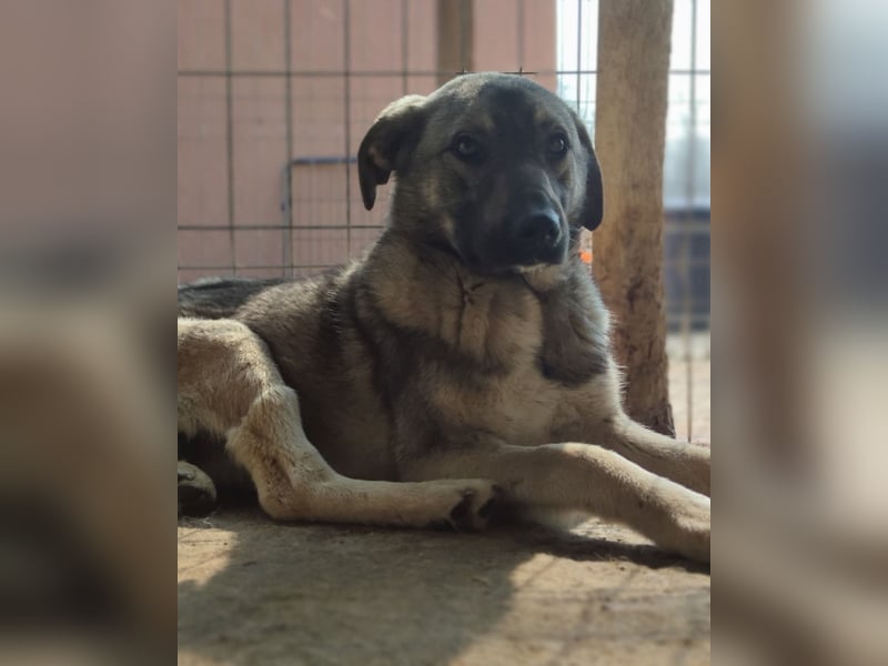 Puck, fast 3 jähriger Rüde, freundlich, aufgeweckt, neugierig, aktiv