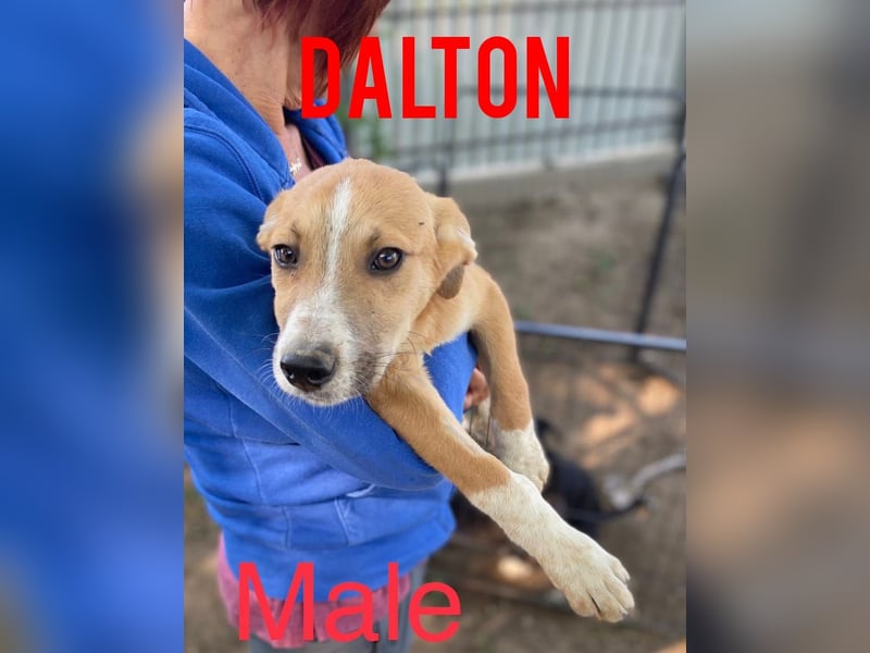 Dalton, 2jähriger Bub,  ca. mittelgroß, freundlich, verspielt, sozial, verschmust