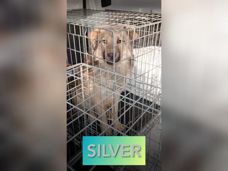 Silver , 3 ¼-jähriger Bub, kastriert, mittelgroß – groß, freundlich, menschenbezogen, offen, versch