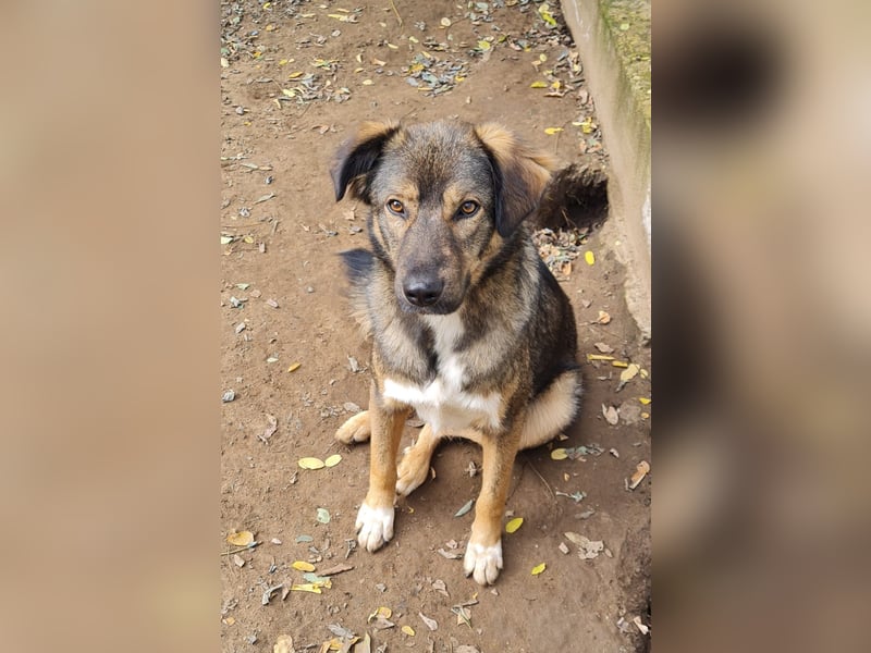 Faro, 3 1/3-jähriger Bub,  ca. mittelgroß, freundlich, verspielt, aufgeschlossen