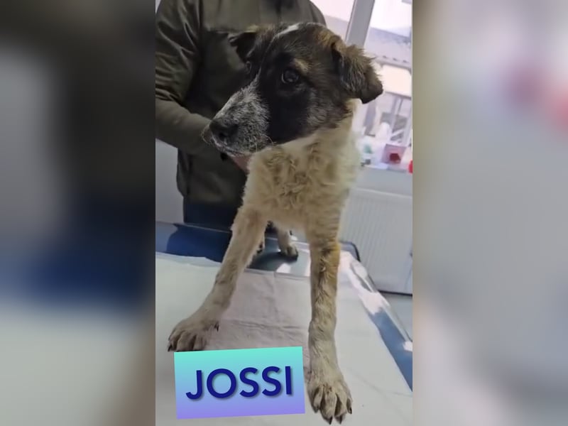 Jossi, 1 J, 10m alter Bub, kastriert, zurückhaltend, schüchtern, sozial