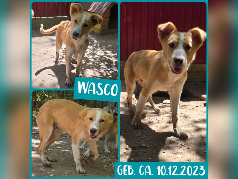 Wasco, 1 , 1/3  jähriger Bub, SH mittelgroß, neugierig, verspielt, aufgeschlossen, sozial)