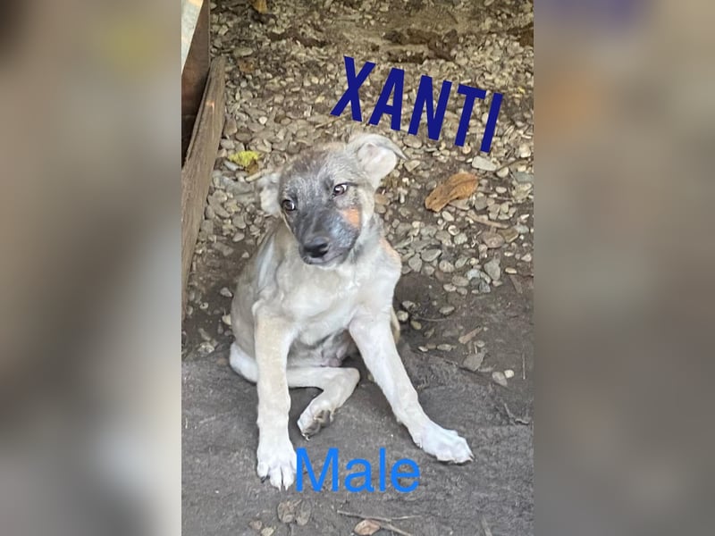 Xanti , fast 2-jähriger Bub, SH ca. mittelgroß – groß, menschenbezogen, aktiv, verschmust, sozial