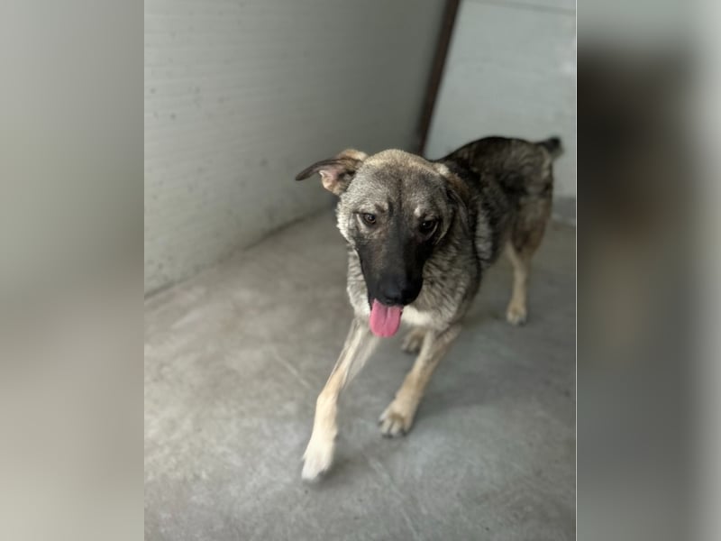 Puck, fast 3 jähriger Rüde, freundlich, aufgeweckt, neugierig, aktiv