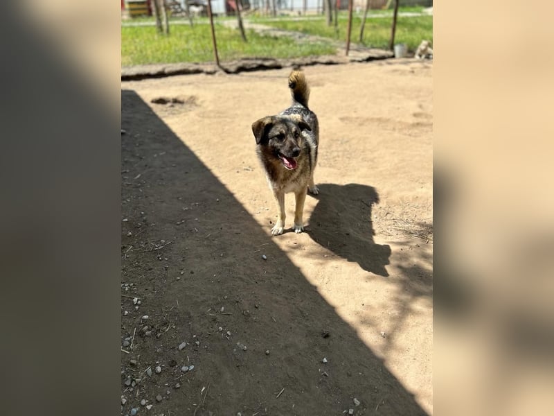 Sascha  3 ¾ jähriger Bub, SH ca. mittelgroß, verspielt, sozial, menschenbezogen, lieb