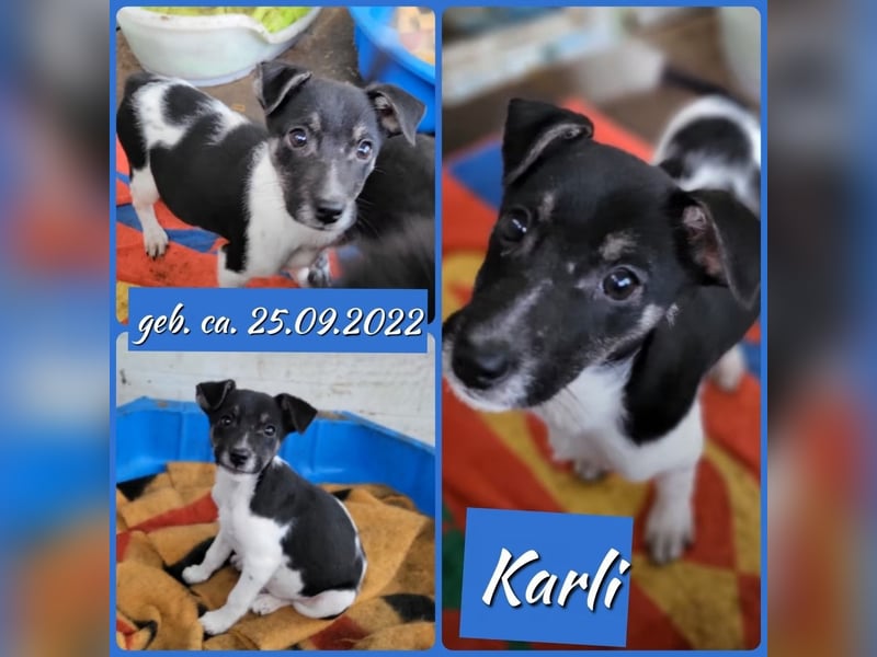 Karli, 2j,7m alter Bub, mittelgroß, sozial, sehr menschenbezogen