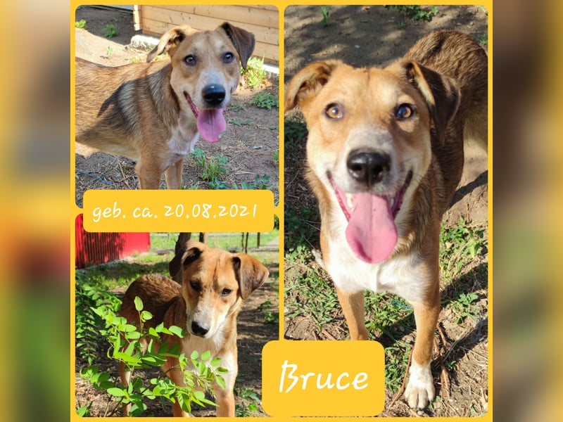 Bruce, 3j,9m alter Bub, SH ca. 45-50 cm, lieb, verschmust, sozial, freundlich