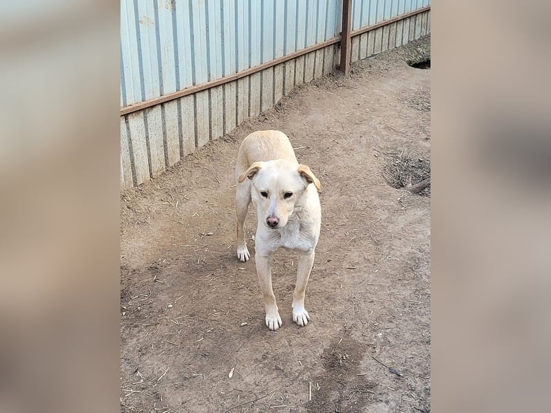 Xero, fast 3 ½ -jähriger Bub, SH ca. mittelgroß, verspielt, neugierig, verschmust, sozial