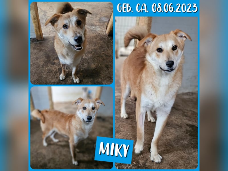 Miky, 1 j, 10m alter Bub, mittelgroß, freundlich, sozial, menschenbezogen