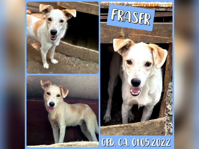 Fraser, 3-jähriger Bub, SH ca. mittelgroß, freundlich, sozial, verspielt, vorsichtig