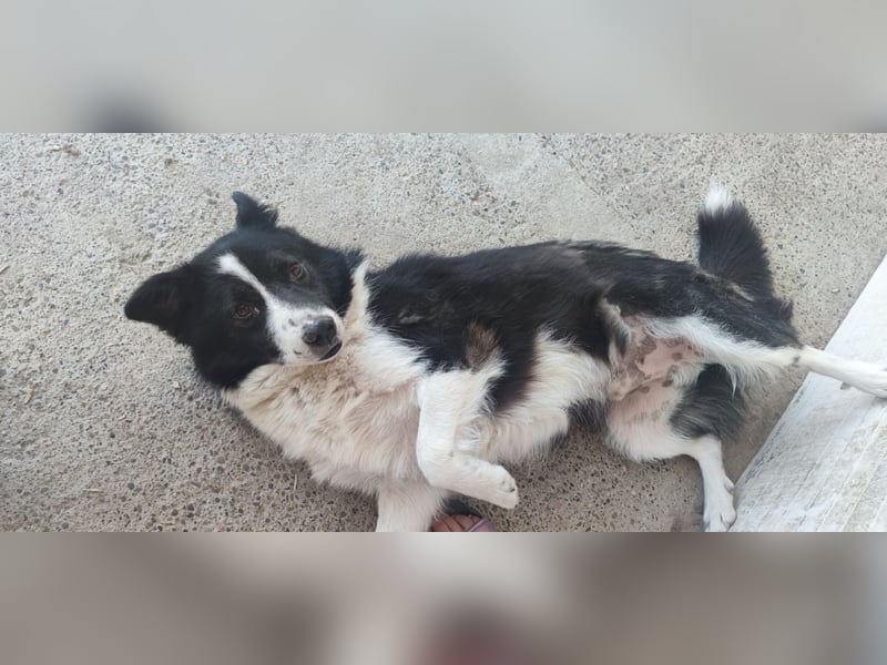 Zoro, 5 jähriger,  kleiner Rüde, , lieb, verspielt, und selbstbewusst