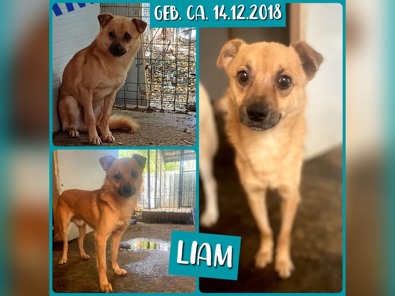 Liam ,kleiner Bub, * ca. 14.12.2018,ca 40 cm SH), noch etwas unsicher, neugierig, sozial