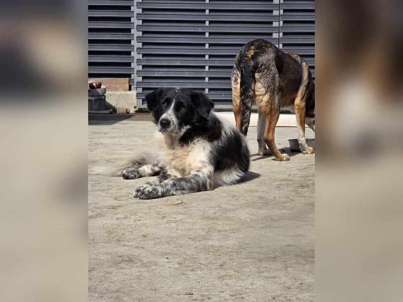 Joschi, Rüde, *ca.24.05.2020, ca. mittelgroß, vertraut nur schwer, schüchtern, freundlich, neugieri