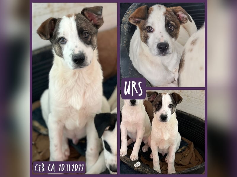 Urs, fas 2 ½ -jähriger Bub, SH ca. mittelgroß, freundlich, sozial, selbstbewusst