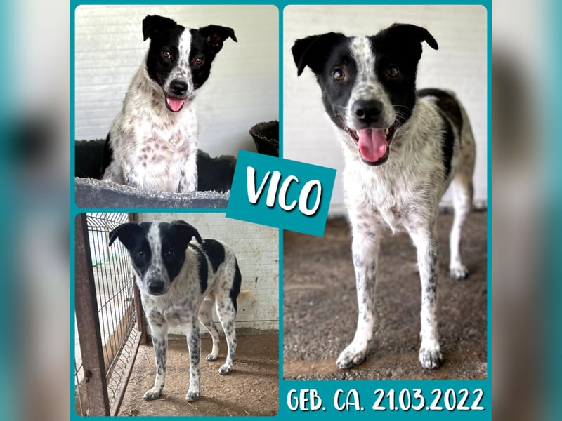 Vico, 3 ähriger Bub, SH ca. kniehoch, neugierig, sozial, interessiert