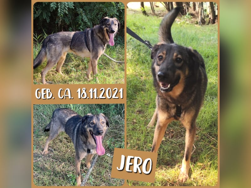 J E R O, 3j,5m alter Bub, ca. mittelgroß – groß, freundlich, verschmust, sozial, aktiv