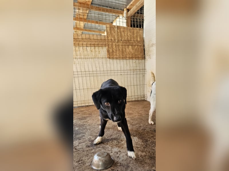 Ulli, 2 jähriger Bub, mittelgroß-groß, freundlich, aktiv, aufgeschlossen, sozial