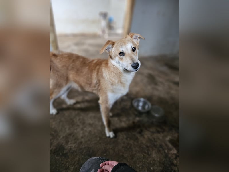 Miky, toller Junghund, 1 Jahr und 9 Monate,  lieb, sozial, aktiv