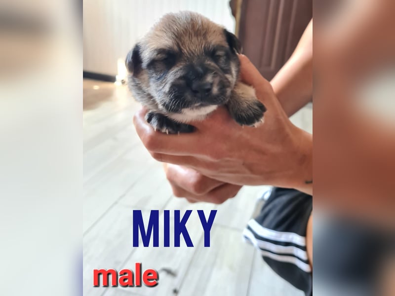 Miky, toller Junghund, 1 Jahr und 9 Monate,  lieb, sozial, aktiv
