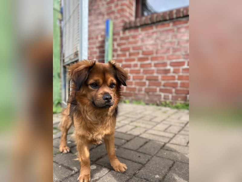 Jonny, kleiner verschmuster 4 jähriger Rüde., lebt bereits auf einer Pflegestelle in Deutschland
