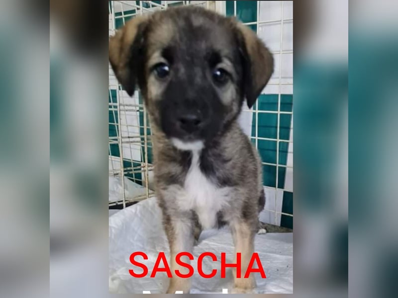 Sascha  3 ¾ jähriger Bub, SH ca. mittelgroß, verspielt, sozial, menschenbezogen, lieb