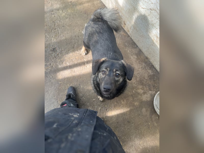 KENZO, 3 jähriger Rüde, SH ca. kniehoch, freundlich, fröhlich, aufgeschlossen