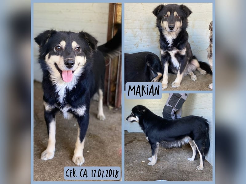 Marian 6 jähriger Lausbub, SH ca. 40 cm, sozial, freundlich, selbstbewusst