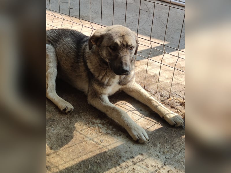 Puck, fast 3 jähriger Rüde, freundlich, aufgeweckt, neugierig, aktiv