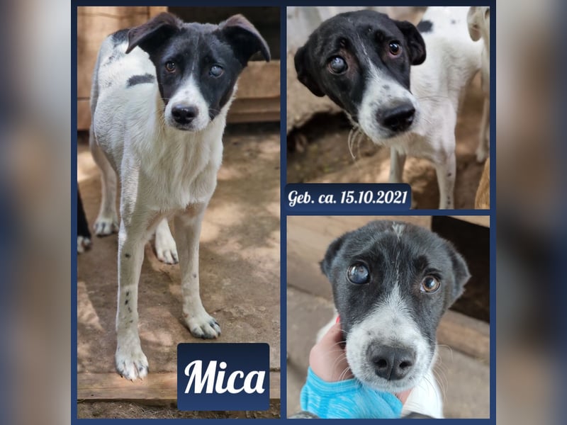 Mica, 3  ½ -jähriger Bub, ca mittelgroß, kastriert, freundlich, sozial, verschmust