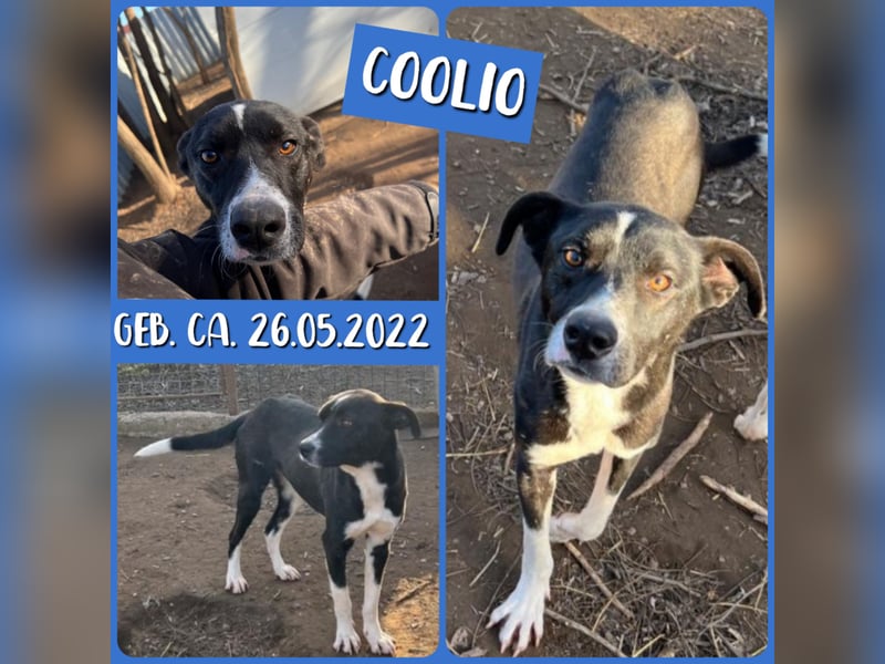 Coolio fast 2jähriger Rüde , mittelgroß, freundlich, verspielt, sozial, offen