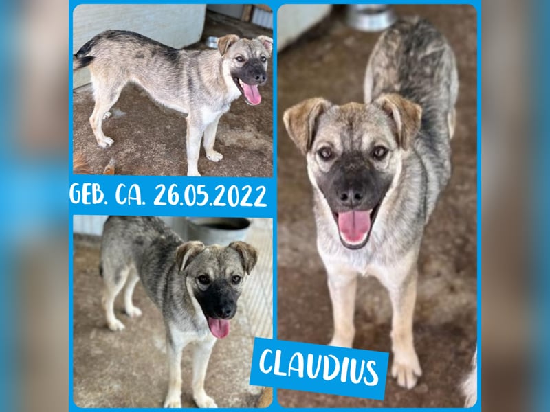 Claudius, fast 3 jähriger Junge,, SH ca. kniehoch, sozial, freundlich, verschmust