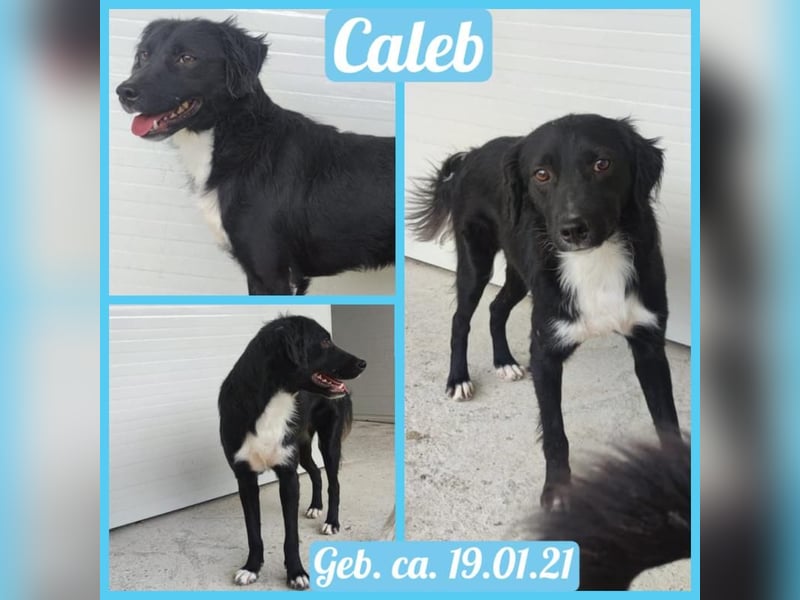 C A L E B , Rüde, *ca. 19.01.2021, mittelgroß, zurückhaltend, sozial, verspielt