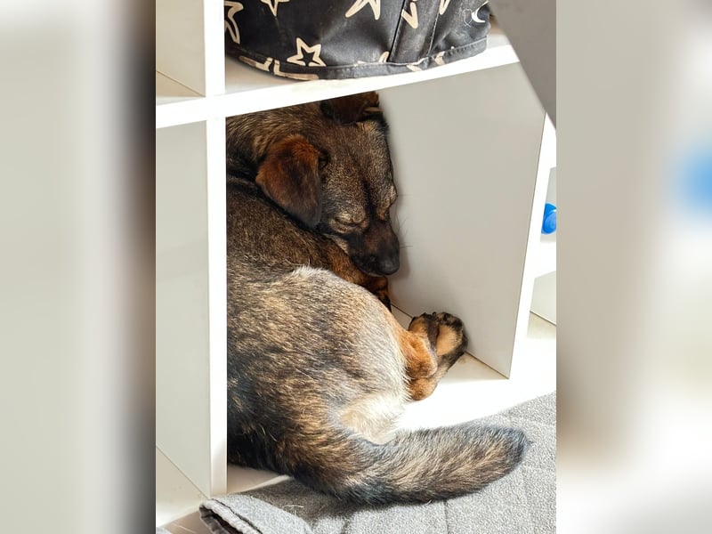 Benji, Rüde,ca* 4 Jahre, ca. 40cm, ca. 10kg, sehr Menschenlieb