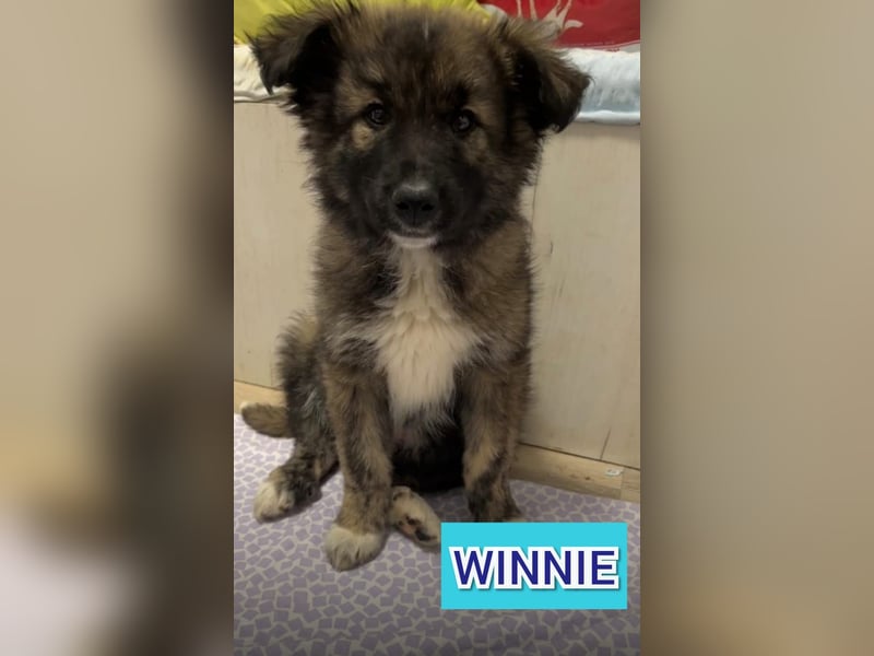 Winnie, ½-jähriger Bub, aktuelle Größe bitte nachfragen