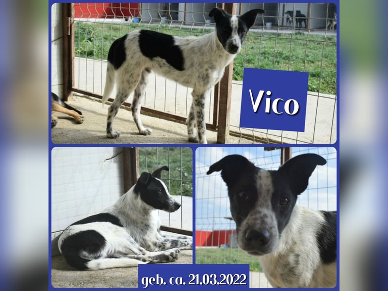Vico, 3 ähriger Bub, SH ca. kniehoch, neugierig, sozial, interessiert