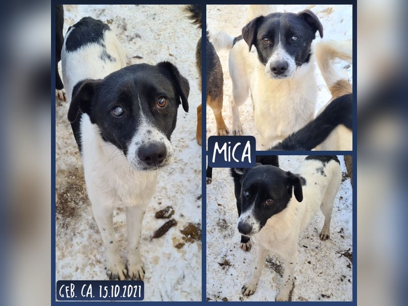 Mica, 3  ½ -jähriger Bub, ca mittelgroß, kastriert, freundlich, sozial, verschmust