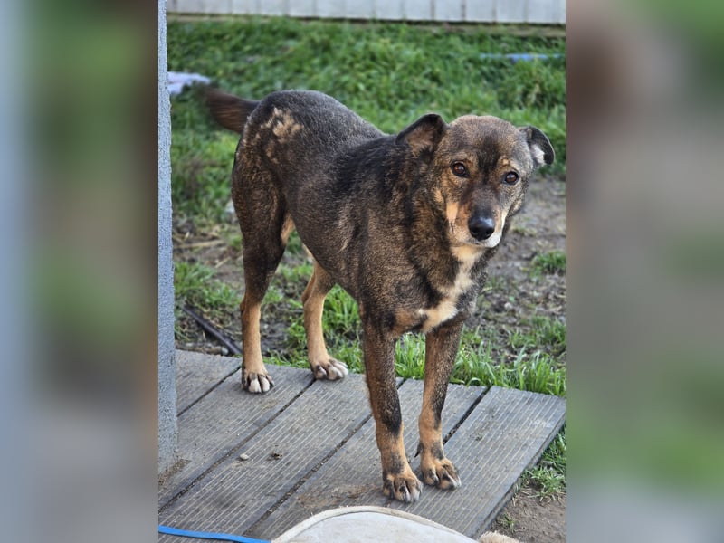 Scar, ca 6 Jahre alter Bub,  mittelgroß – groß, freundlich, zurückhaltend, sozial