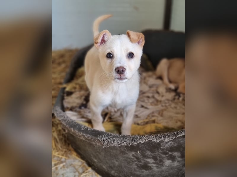 Xero, fast 3 ½ -jähriger Bub, SH ca. mittelgroß, verspielt, neugierig, verschmust, sozial