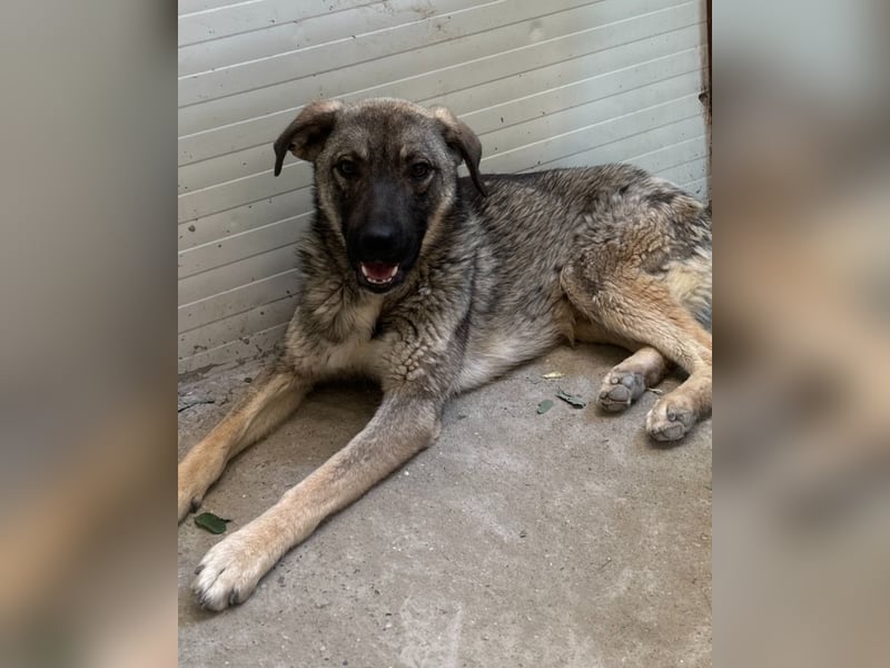 Puck, fast 3 jähriger Rüde, freundlich, aufgeweckt, neugierig, aktiv