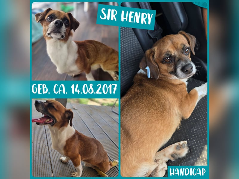 Sir Henry, kleiner 7 jähriger Rüde mit Handicap, Dackel Charakter, dominant, weiß was er will, lieb,