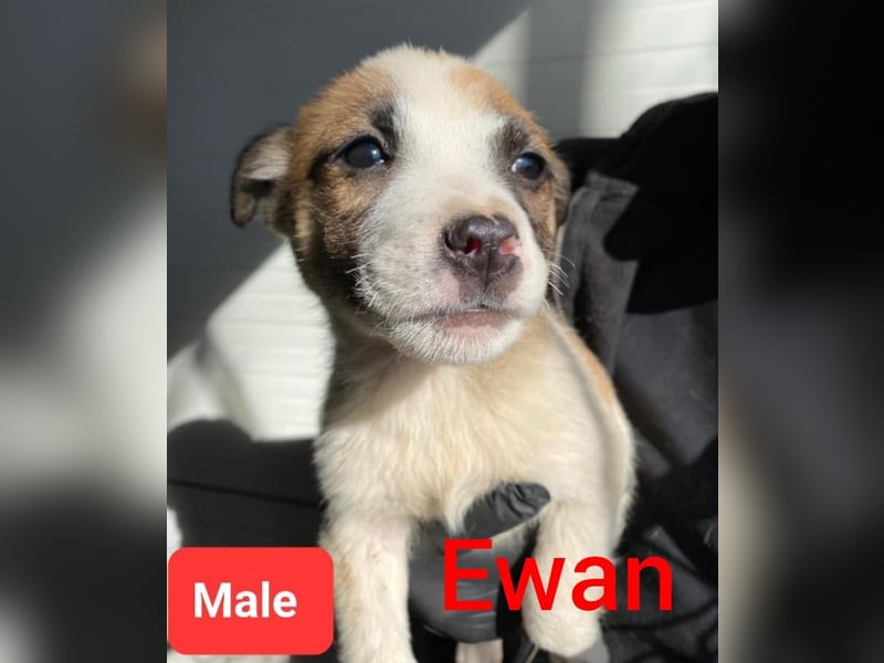 Ewan, 3jähriger Bub, mittelgroß, freundlich, verspielt, neugierig, sozial