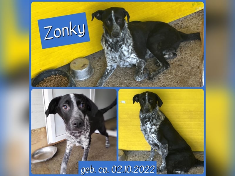 Zonky, 2 ½-jähriger Bub,*ca. 02.10.2022, sozial, menschenbezogen