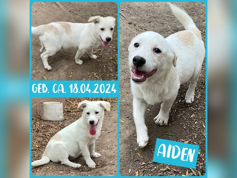 Aiden,*ca.18.04.24, Hundebub, weiß-hellbeige, aktuelle Größe nachfragen