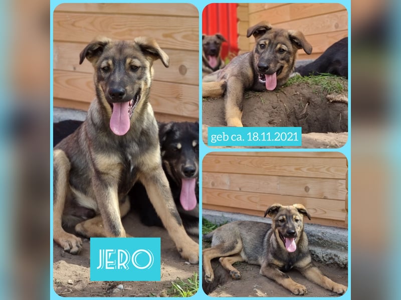 J E R O, 3j,5m alter Bub, ca. mittelgroß – groß, freundlich, verschmust, sozial, aktiv