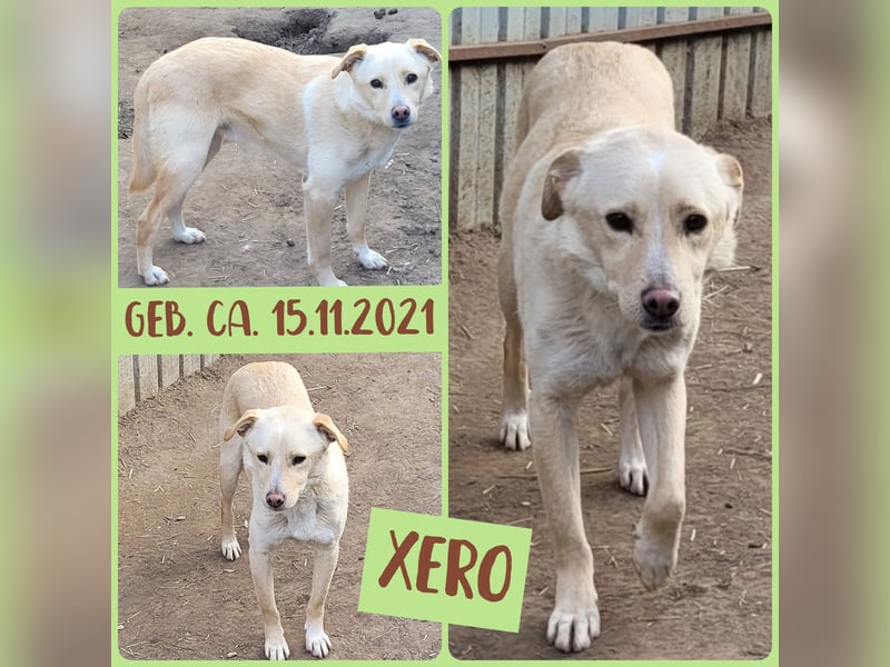 Xero, fast 3 ½ -jähriger Bub, SH ca. mittelgroß, verspielt, neugierig, verschmust, sozial