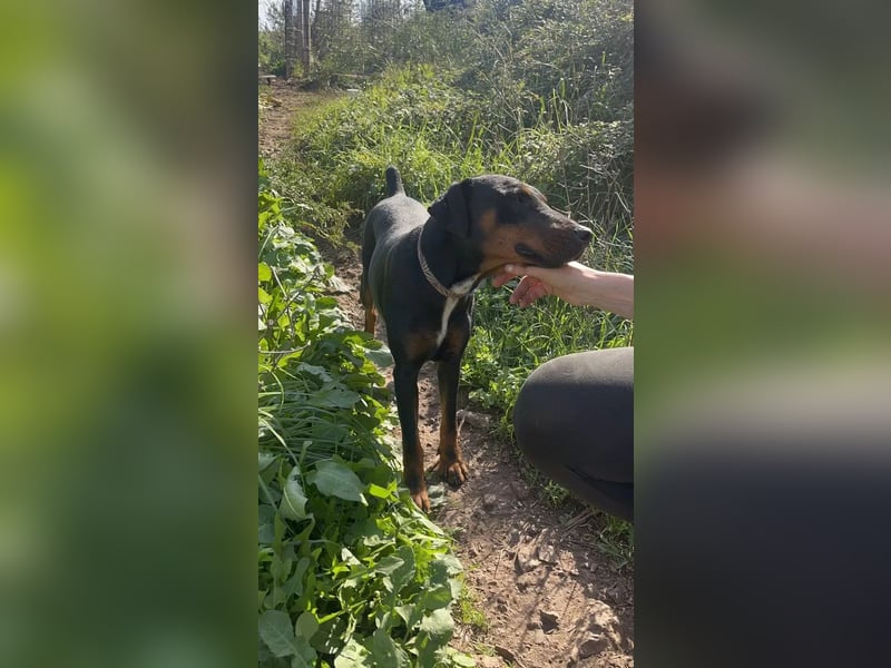 Nero: charmanter Rüde sucht sein Zuhause