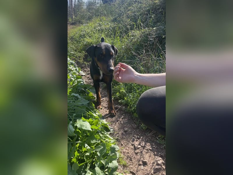 Nero: charmanter Rüde sucht sein Zuhause