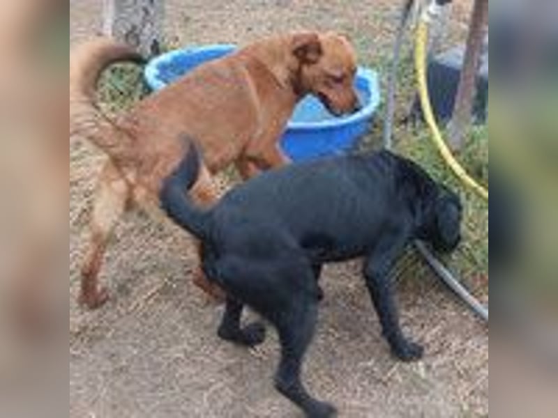Mogyoró sucht seine Familie!