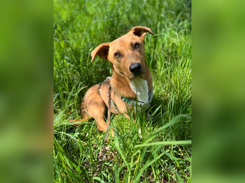 ANDY, Mix, geb. 7/2022